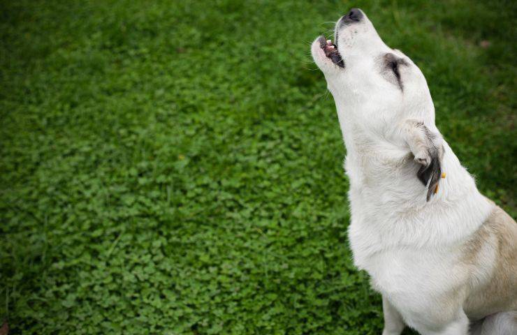 Cane ulula in un prato