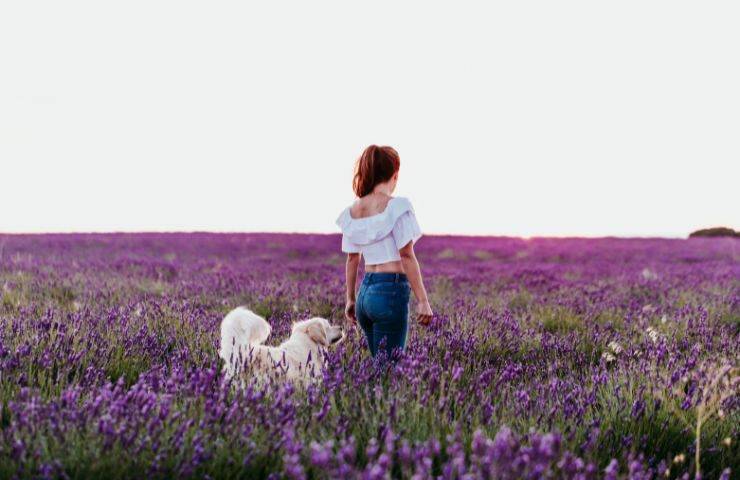 Cane in campo di lavanda