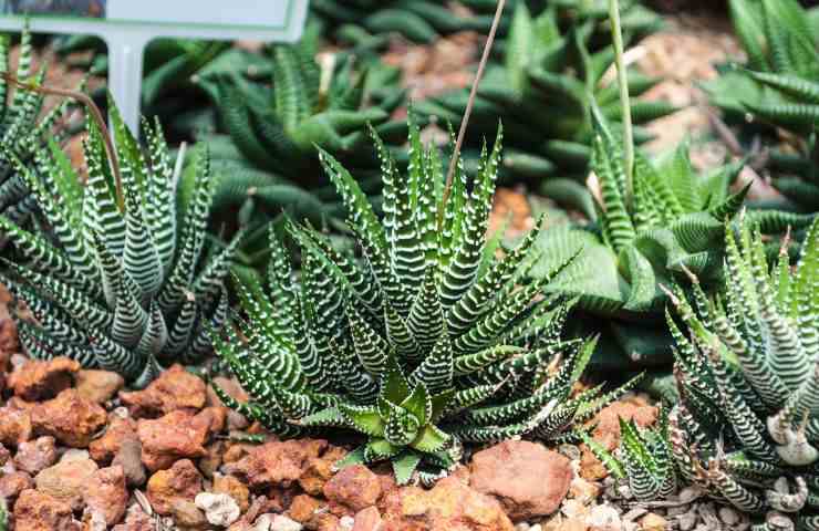 pianta Haworthia