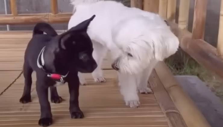 Cagnolino nero abbandonato gioca con un Maltese 