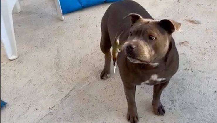 Cane di razza pit bull gioca con colibrì 