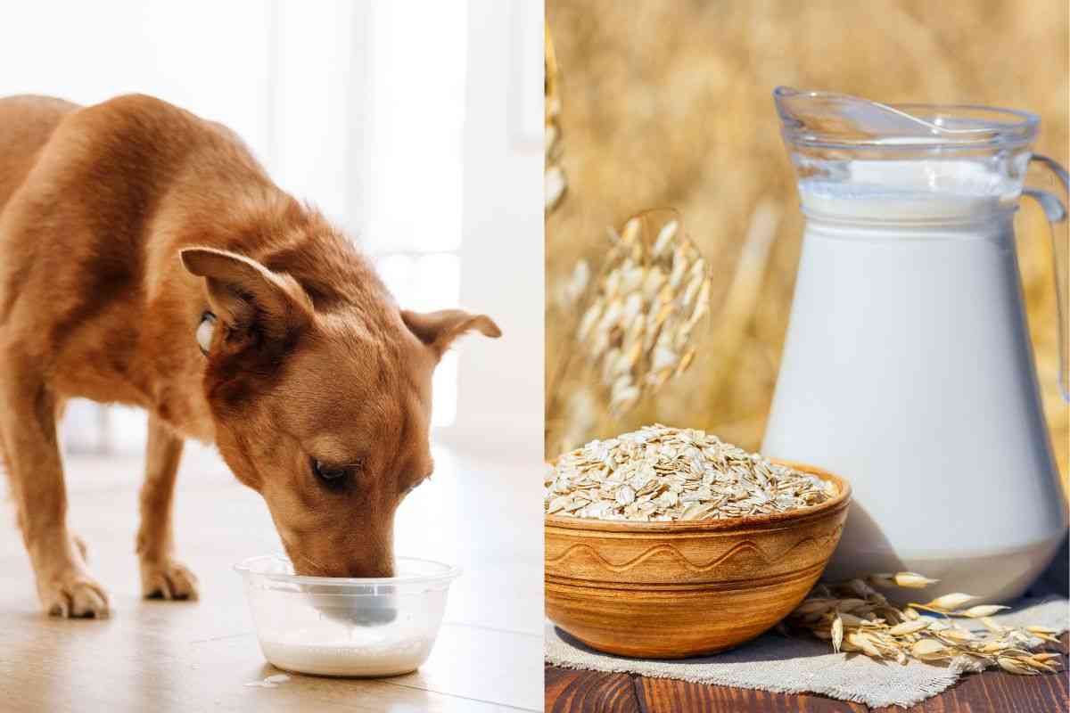 Posso dare al mio cane il latte d'avena? i migliori consigli da seguire 