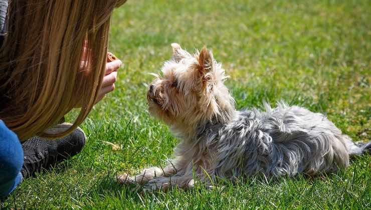 Quattro zampe sdraiato nel parco con la sua umana 