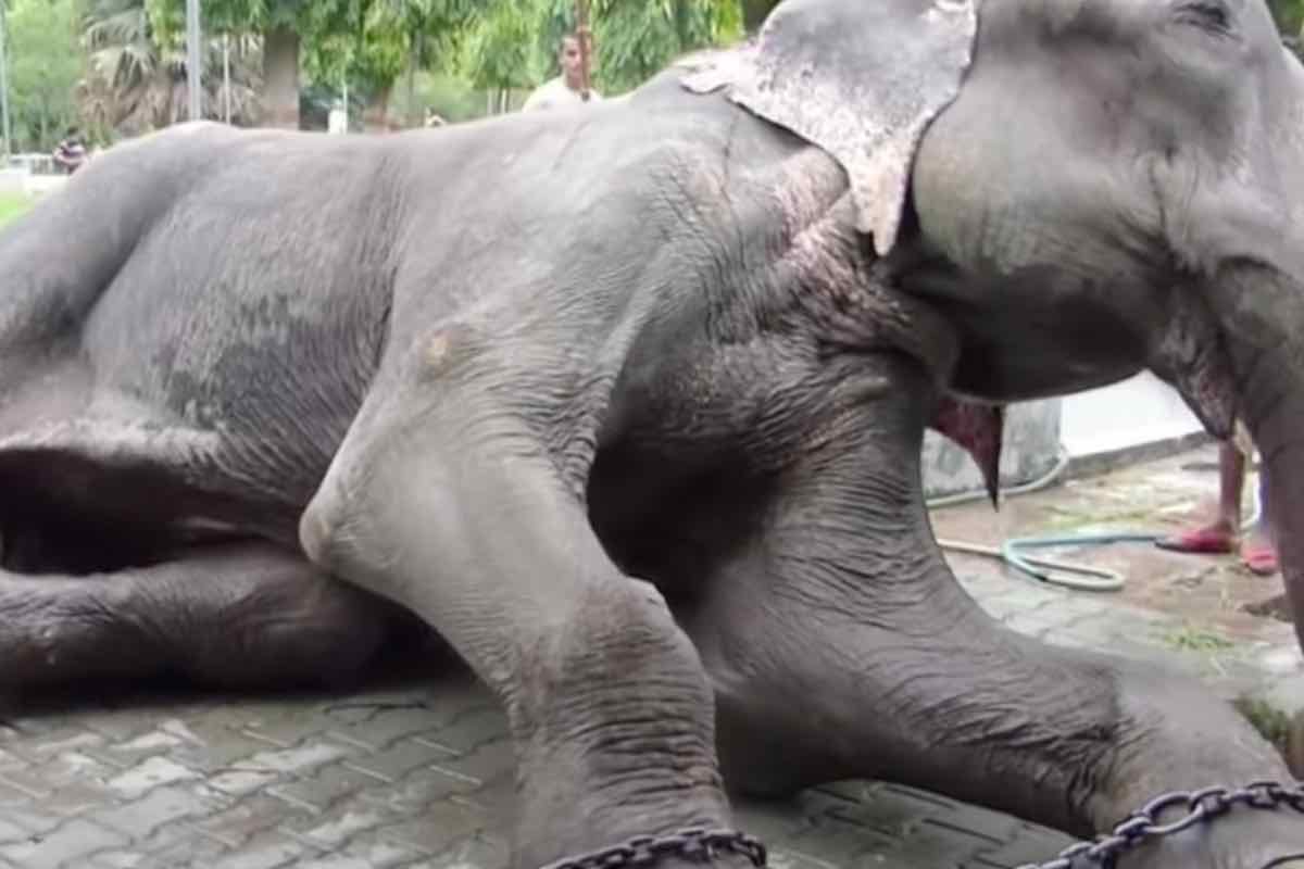 Animali al circo andando a vederli incentivate la loro sofferenza: le loro storie strappano il cuore