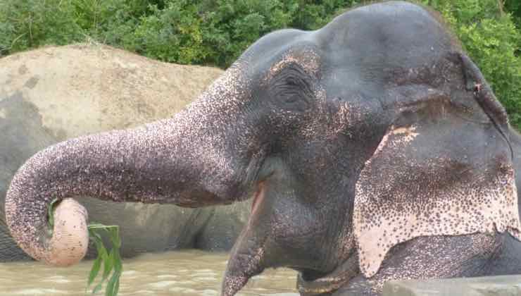 L'elefante Raju nella natura dopo essere stato liberato dal circo 