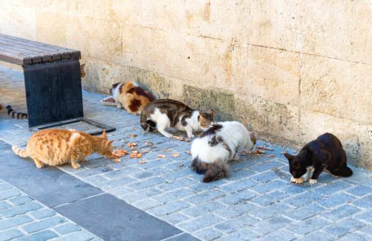 Gatti in strada