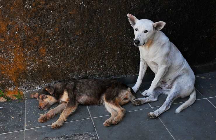 Cani in strada