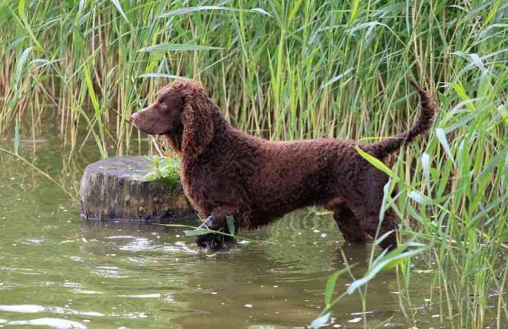 American Water Spaniel in acqua