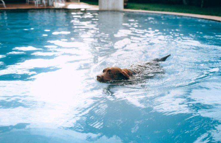 Cane in acqua della piscina