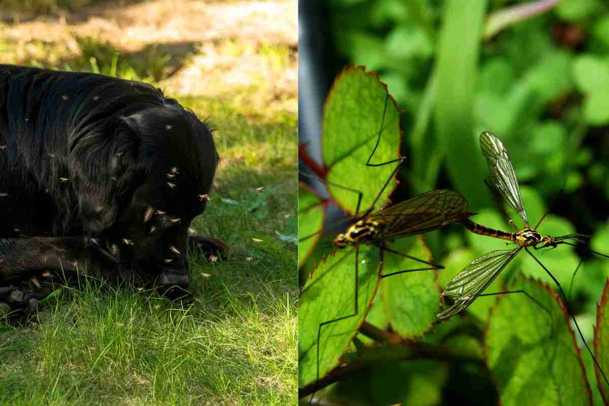 Repellenti per le zanzare: non usare questi prodotti specifici potresti far del male agli animali 