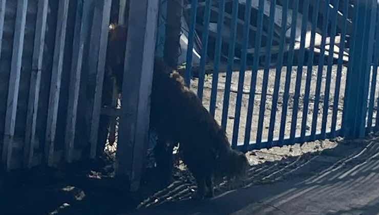 Cane entra passa attraverso le sbarre della carrozzeria 