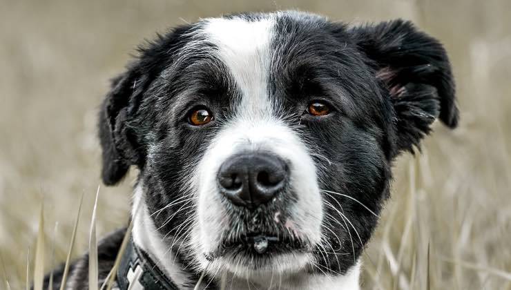 Cane bianco e nero nella natura fissa l’obiettivo