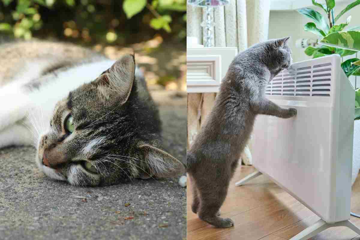 Soffrono il caldo tantissimo , ma se il tuo gatto è di una di queste razze, soffre molto di più