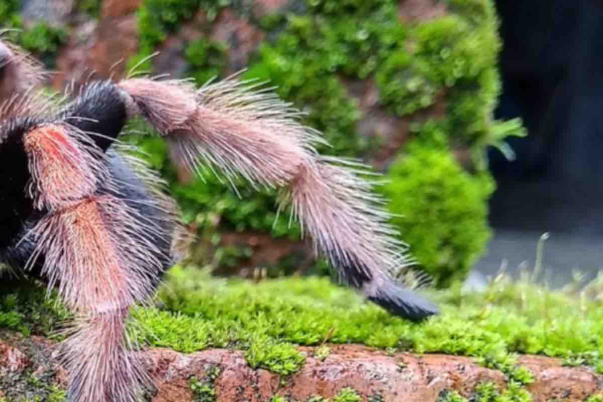 Non solo cani e gatti a soffrire in estate sono tutti gli animali soprattutto quando vengono abbandonati come questa tarantola