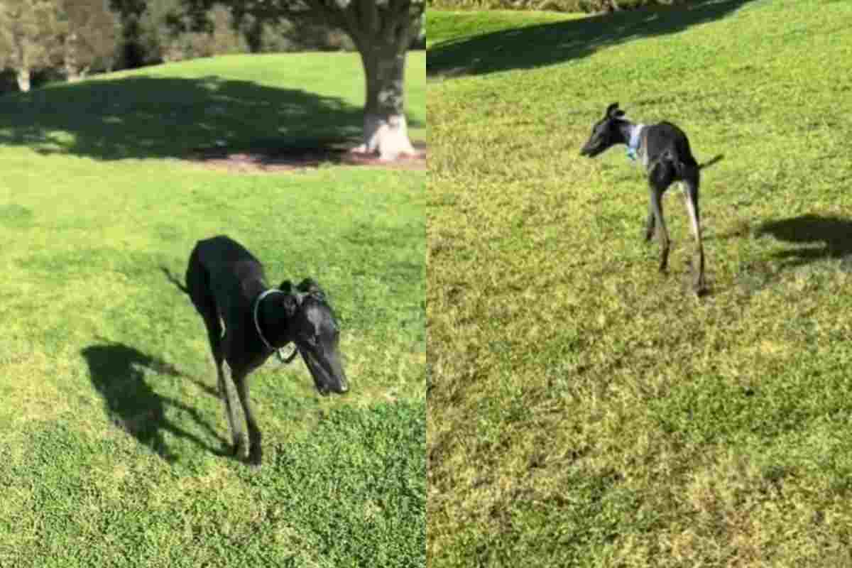 Un cancro devastante fa sì che gli venga addirittura amputata una zampa: dopo la malattia, la rinascita del cucciolo