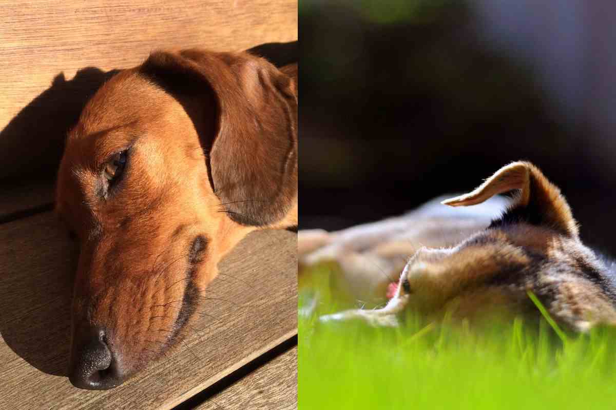 Un rischio che anche loro possono correre: quando fa caldo, fa caldo per tutti anche per i tuoi cani