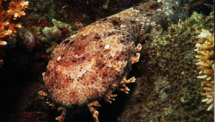 il Wobbegong