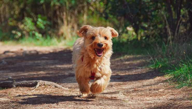 Cucciolo di Yorkshire mentre corre nel vialetto