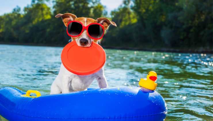 cagnolino al fresco