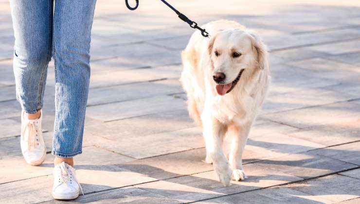 cane bianco passeggia