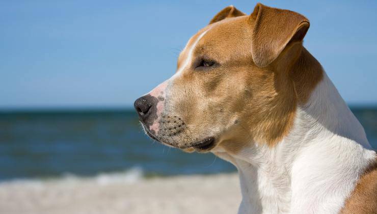 cane in spiaggia