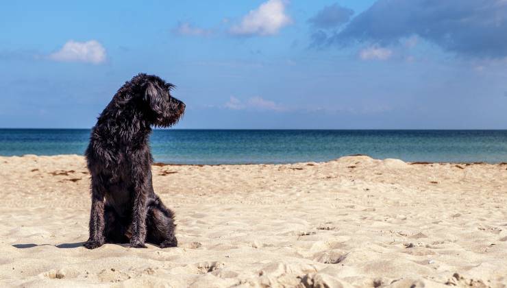 cane in spiaggia