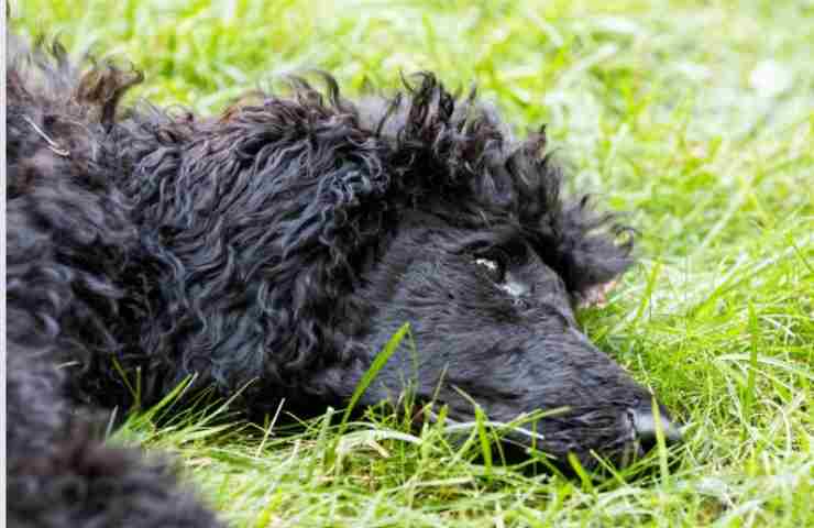 Il suo cane è malato terminale, ma lei si rifiuta di sopprimerlo accusata di crudeltà