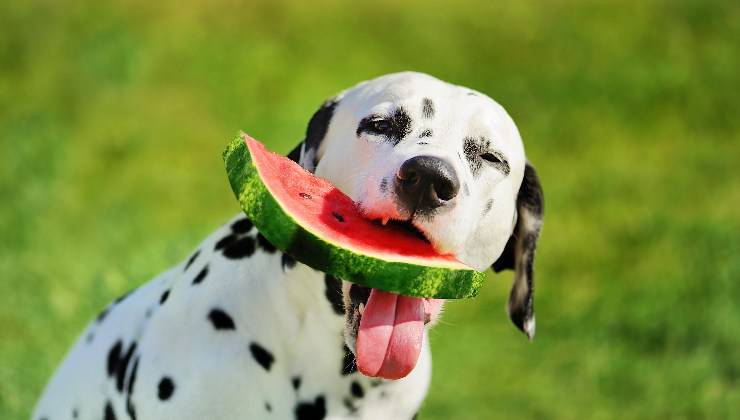 cane mangia l'anguria