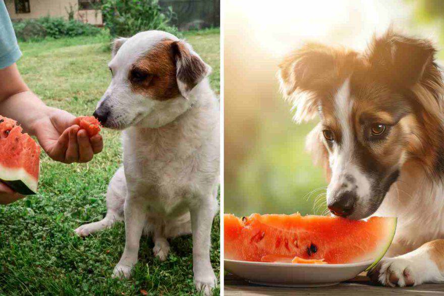 cane e anguria