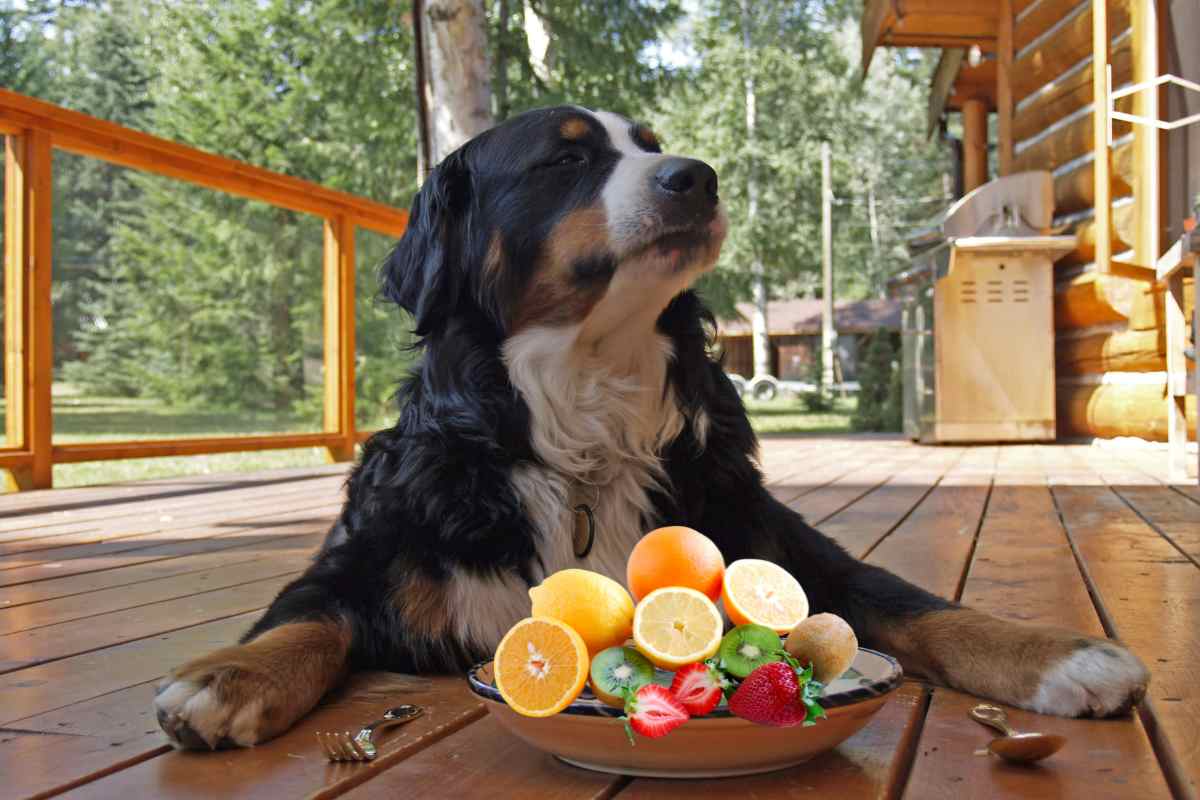 Il mio cane preferisce di gran lunga la frutta ai biscotti, esistono alcuni frutti che potrebbero rinfrescarlo di più e sono…