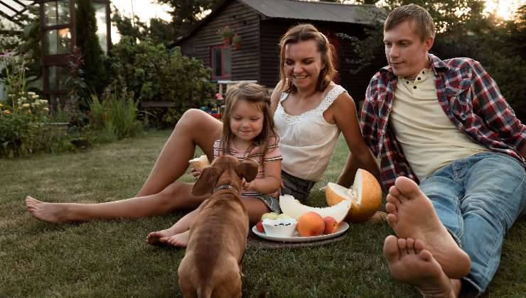 cane sul prato che mangia melone