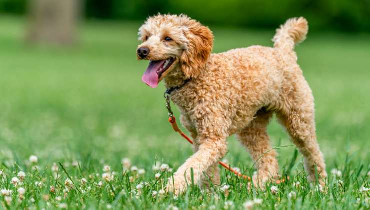 cagnolino accaldato in giardino