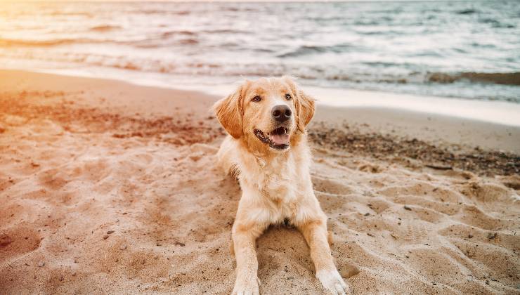 cane al mare