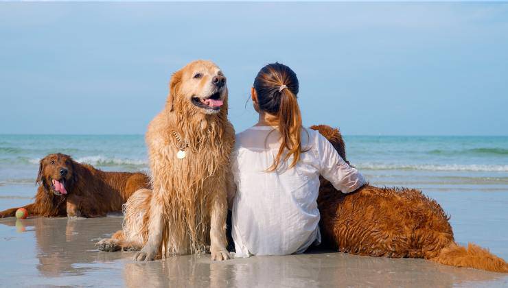 cani in spiaggia