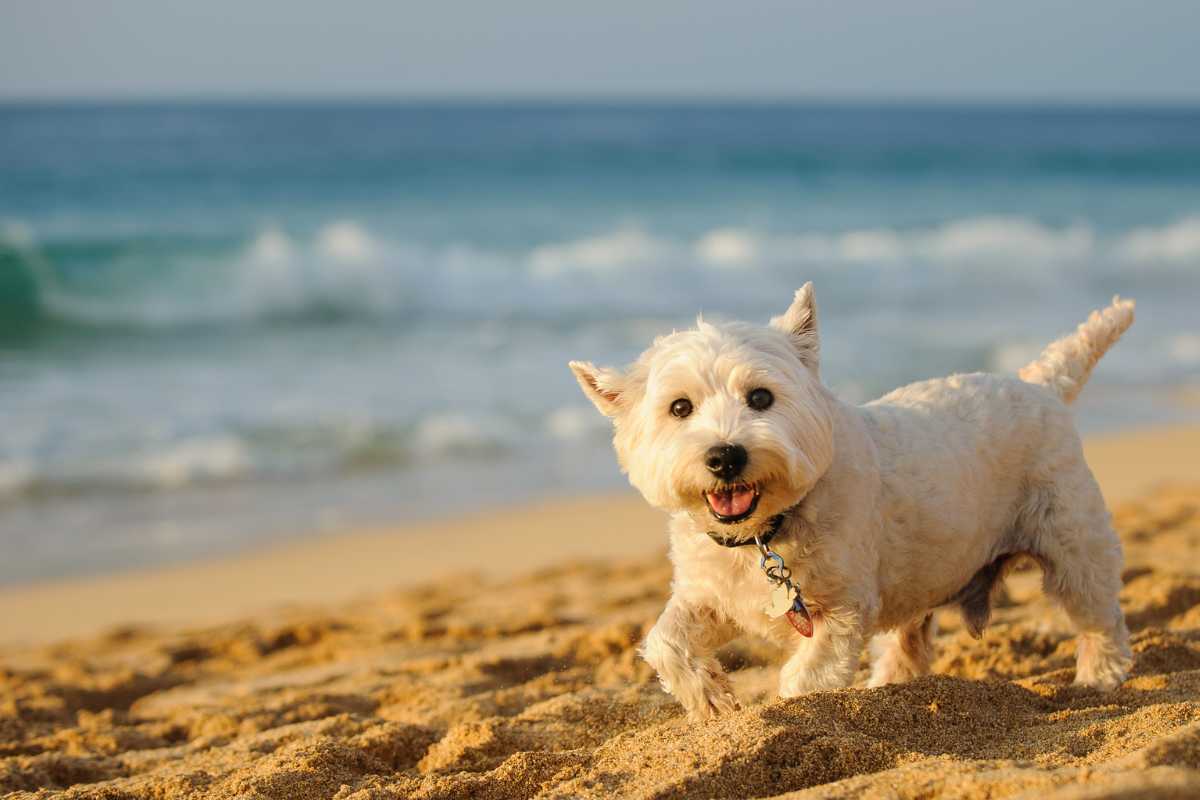 Anche tu vuoi portare il tuo amico a quattro zampe in spiaggia con te? Basta seguire questi semplicissimi consigli