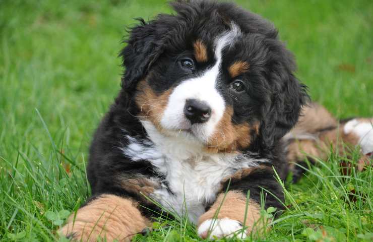 cucciolo di cane