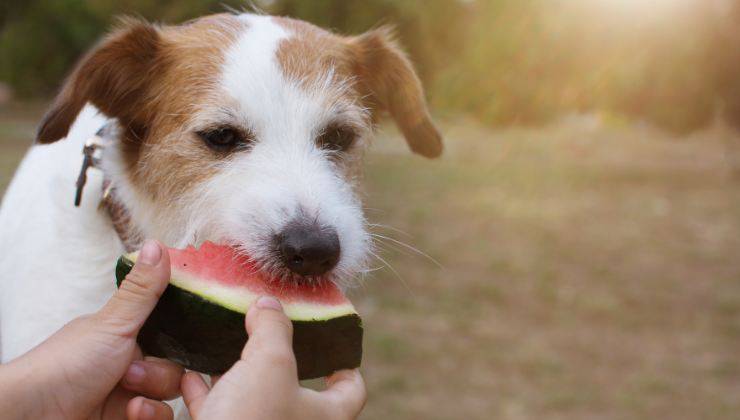 cane mangia frutta