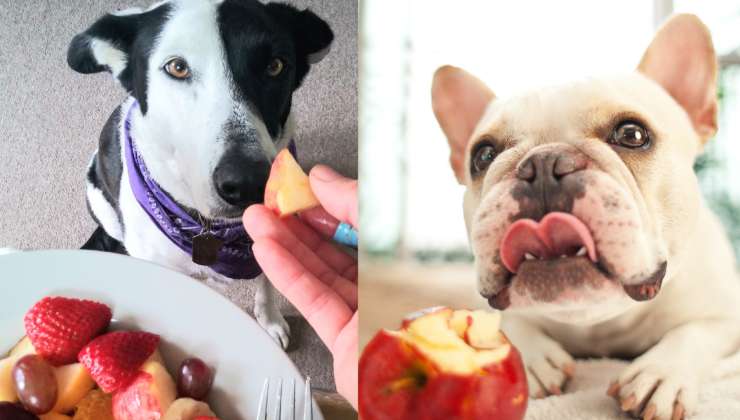 frutta per cani