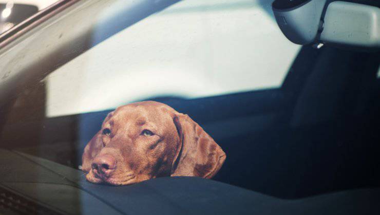 cane triste chiuso in auto