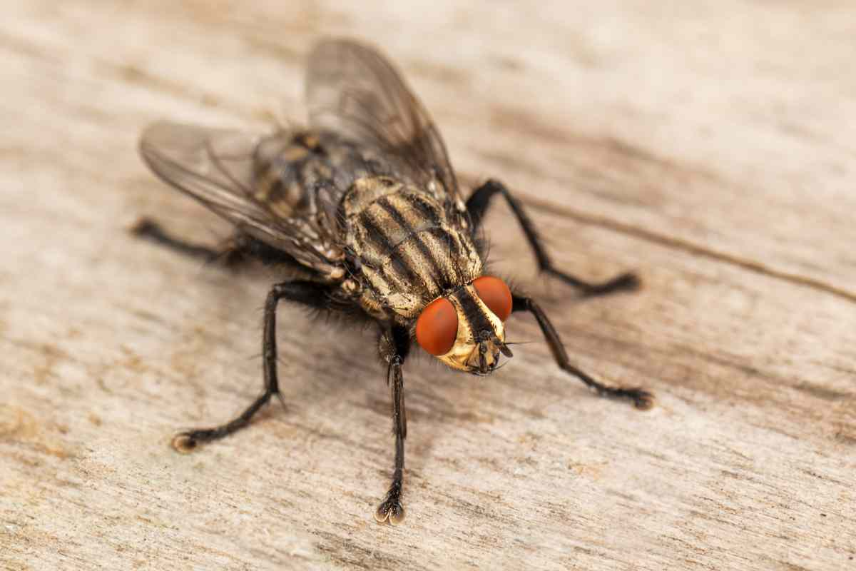 Le mosche devono uscire da casa mia, come posso allontanarle senza fare loro del male?