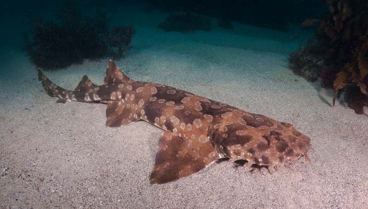 il Wobbegong