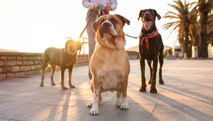 tre cani passeggiano in estate