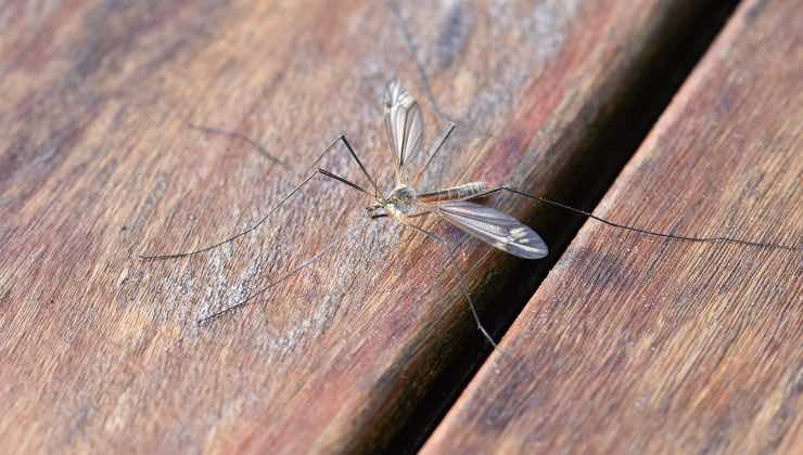 Zanzara su una superficie di legno 