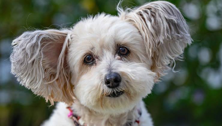 Cane bianco di piccola taglia dal pelo lungo 