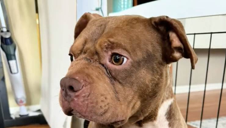 Cane di razza Pit bull con una cicatrice sul volto 