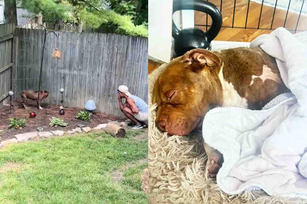 Cane abbandonato dorme dopo la scoperta in giardino