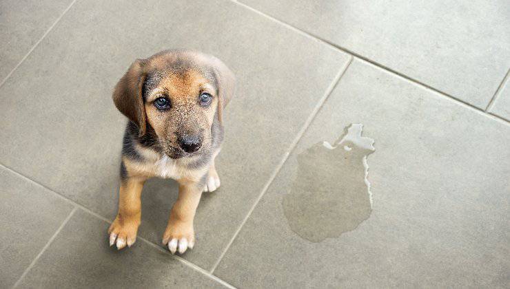 cane che ha vomitato