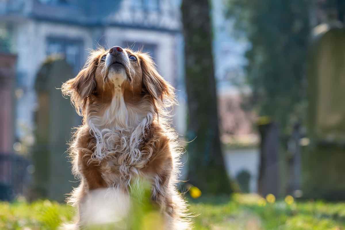 384 animali abbandonati ogni giorno nel 2023 e nel 2024 la situazione può solo peggiorare