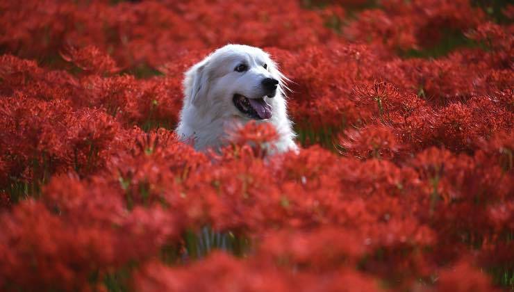 Fido bianco circondato in un prato da fiori rossi