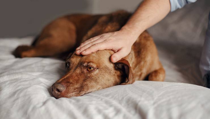 cane apatico